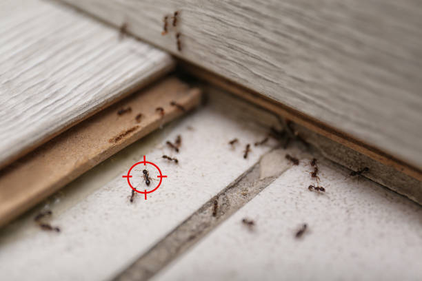 Wasp Removal Services in Dawson, MN